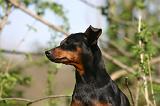 PINSCHER NAIN 158